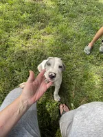 Greyson, a male Great Dane for sale in Hazel Green, AL – 2 of 3