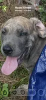 LJ, a male Great Dane for sale in Hazel Green, AL – 3 of 3