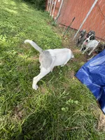Greyson, a male Great Dane for sale in Hazel Green, AL – 3 of 3