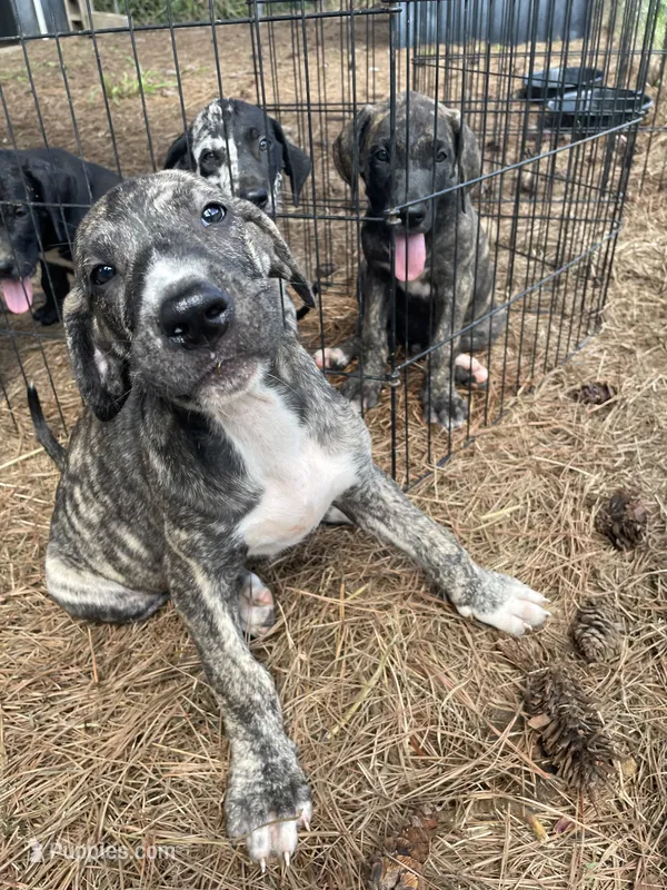 Smokey – Great Dane puppy for sale in Hazel Green, AL