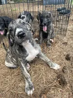 Smokey, a female Great Dane for sale in Hazel Green, AL – 1 of 2