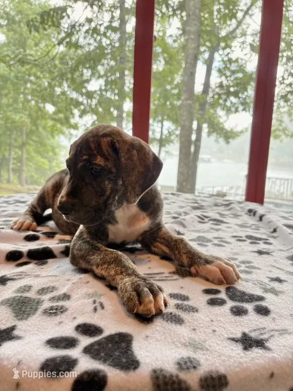 Blaze – Great Dane puppy for sale in Hazel Green, AL