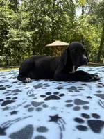 Nova, a female Great Dane for sale in Hazel Green, AL – 3 of 4