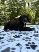 Nova, a female Great Dane for sale in Hazel Green, AL – 4 of 4