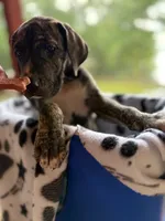 Blaze, a female Great Dane for sale in Hazel Green, AL – 2 of 2