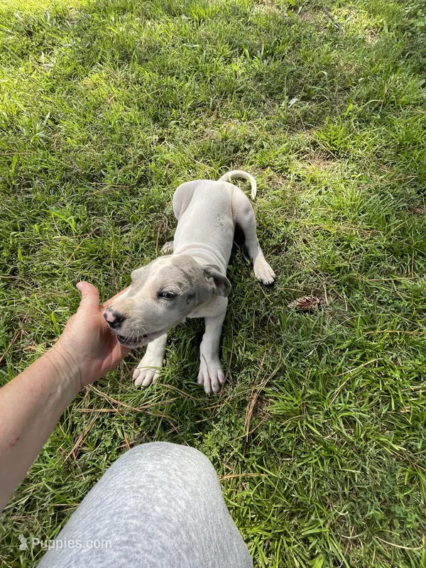 Greyson – Great Dane puppy for sale in Hazel Green, AL