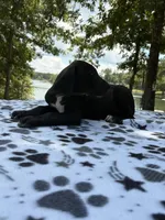 Nova, a female Great Dane for sale in Hazel Green, AL – 2 of 4