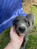 Blue, a male Great Dane for sale in Hazel Green, AL – 2 of 2