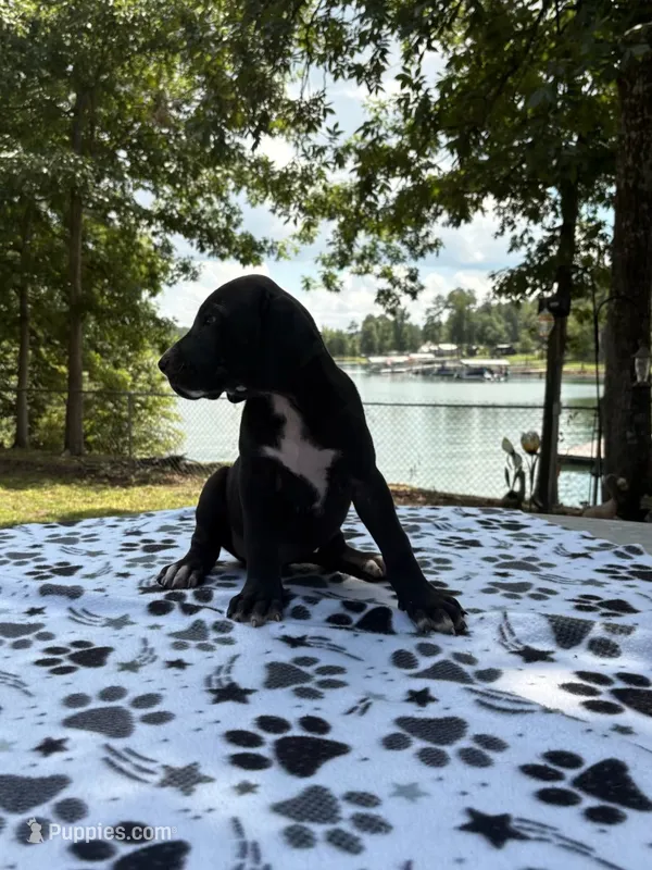 Nova – Great Dane puppy for sale in Hazel Green, AL