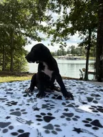 Nova, a female Great Dane for sale in Hazel Green, AL – 1 of 4