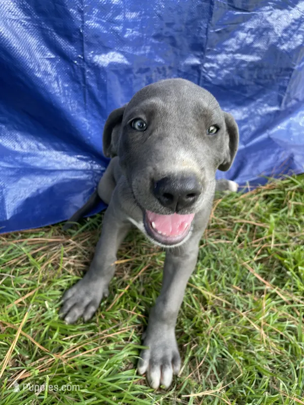 Blue – Great Dane puppy for sale in Hazel Green, AL