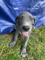 Blue, a male Great Dane for sale in Hazel Green, AL – 1 of 2