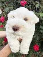 Tuxley, a male Miniature Schnauzer for sale in Longview, TX – 6 of 9