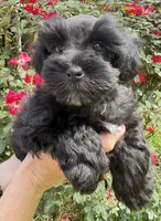 Reyna, a female Miniature Schnauzer for sale in Longview, TX – 7 of 8