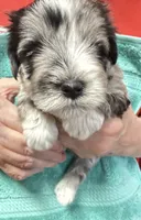 Novi, a male Miniature Schnauzer for sale in Longview, TX – 2 of 3