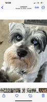 Yasmine, a female Miniature Schnauzer for sale in Longview, TX – 2 of 6