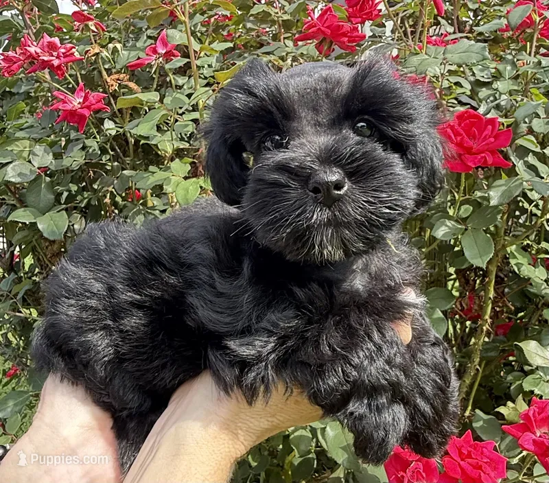 Reyna – Miniature Schnauzer puppy for sale in Longview, TX