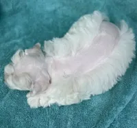 Tuxley, a male Miniature Schnauzer for sale in Longview, TX – 3 of 10