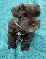Sable, a female Miniature Schnauzer for sale in Longview, TX – 4 of 4