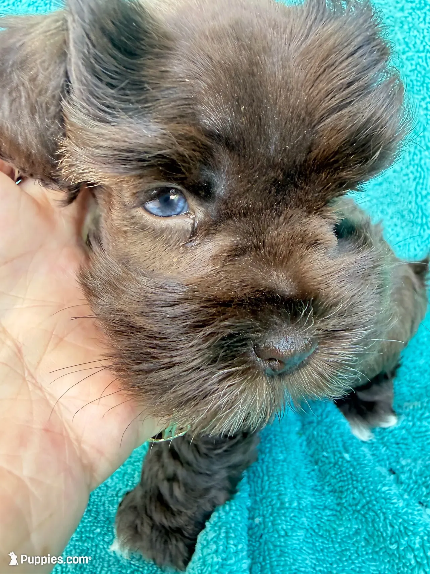 April , a female Miniature Schnauzer for sale in Longview, TX – 3 of 6