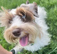 Robby, a male Miniature Schnauzer for sale in Longview, TX – 10 of 10