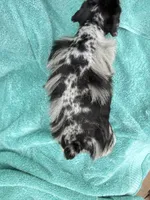 Toto, a male Miniature Schnauzer for sale in Longview, TX – 8 of 10