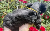 Reyna, a female Miniature Schnauzer for sale in Longview, TX – 6 of 8