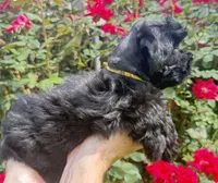 Reyna, a female Miniature Schnauzer for sale in Longview, TX – 3 of 8