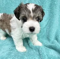 April , a female Miniature Schnauzer for sale in Longview, TX – 1 of 6