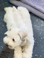Tuxley, a male Miniature Schnauzer for sale in Longview, TX – 4 of 9