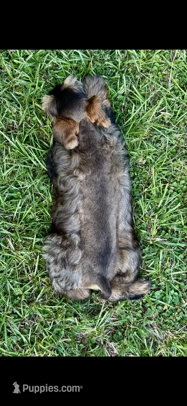 Rook – Miniature Schnauzer puppy for sale in Longview, TX