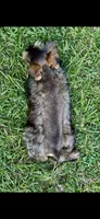 Rook, a male Miniature Schnauzer for sale in Longview, TX – 2 of 10