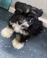 Roro, a male Miniature Schnauzer for sale in Longview, TX – 5 of 9