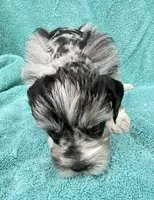 Toto, a male Miniature Schnauzer for sale in Longview, TX – 3 of 10