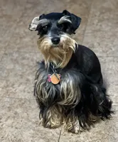 Reyna, a female Miniature Schnauzer for sale in Longview, TX – 5 of 7