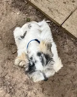 Robby, a male Miniature Schnauzer for sale in Longview, TX – 9 of 10