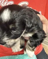 Roro, a male Miniature Schnauzer for sale in Longview, TX – 6 of 10