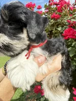 Roro, a male Miniature Schnauzer for sale in Longview, TX – 9 of 9