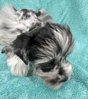 Toto, a male Miniature Schnauzer for sale in Longview, TX – 2 of 10