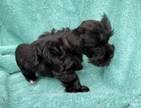 Robby, a male Miniature Schnauzer for sale in Longview, TX – 5 of 10
