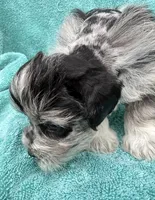 Toto, a male Miniature Schnauzer for sale in Longview, TX – 10 of 10