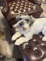 Yasmine, a female Miniature Schnauzer for sale in Longview, TX – 3 of 9