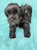 Robby, a male Miniature Schnauzer for sale in Longview, TX – 4 of 10