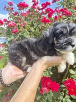 Roro, a male Miniature Schnauzer for sale in Longview, TX – 10 of 10