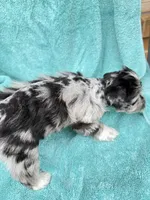 Toto, a male Miniature Schnauzer for sale in Longview, TX – 6 of 10