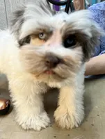 Robby, a male Miniature Schnauzer for sale in Longview, TX – 8 of 10