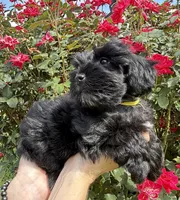 Reyna, a female Miniature Schnauzer for sale in Longview, TX – 1 of 8