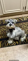 Yasmine, a female Miniature Schnauzer for sale in Longview, TX – 3 of 6