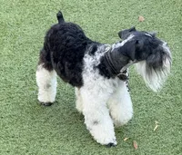 Tuxley, a male Miniature Schnauzer for sale in Longview, TX – 10 of 10