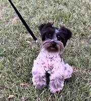 Meisha, a female Miniature Schnauzer for sale in Longview, TX – 3 of 6